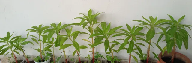 Plantas Ornamentais, Frutíferas e Medicinais.