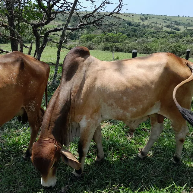 Venda de Gado para Criadores (26.000 URGENTE)