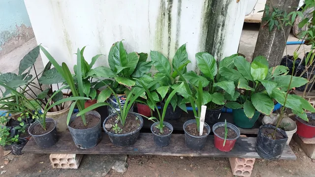 Mudas 