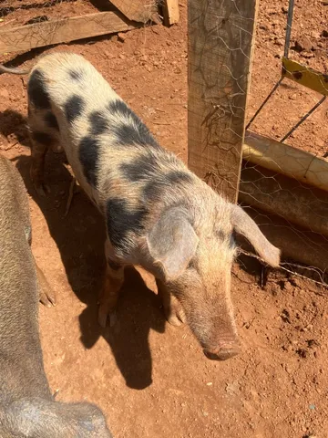 Vendo Barrão 