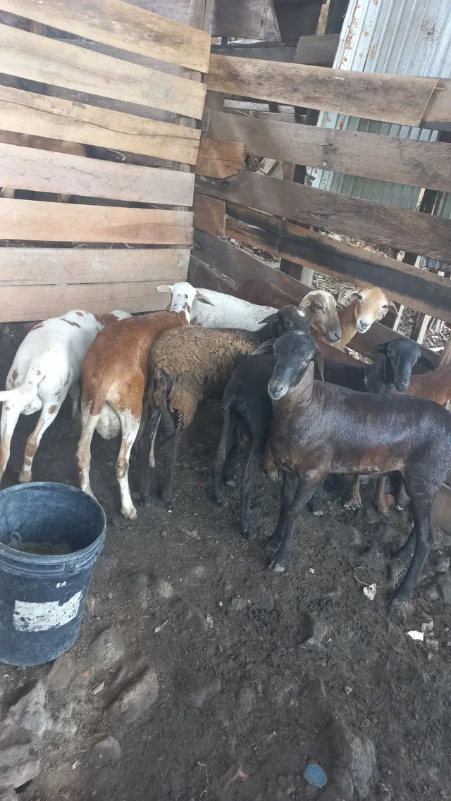 Carneiro e ovelha