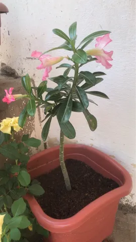 Planta rosa do deserto 