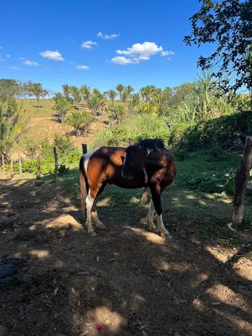Cavalo 