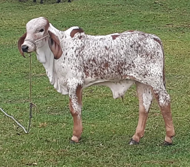 Novilho Gir Puro 5 meses