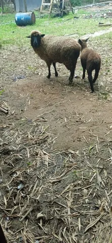 Ovelha e cordeiro 