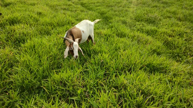 Cabrito 