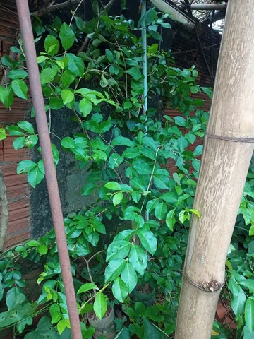 Vende-se Mudas 