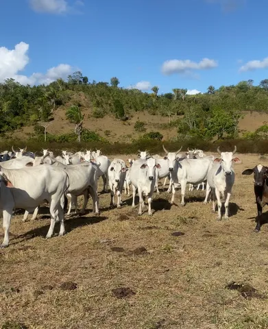 Vacas a venda. 