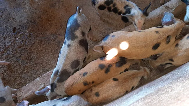 Leitões 