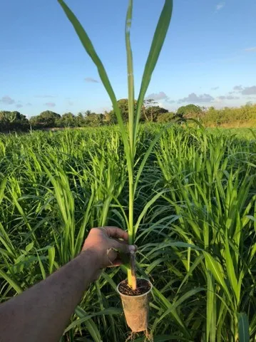 Mudas do capim elefante BRS CAPIAÇU já germinadas