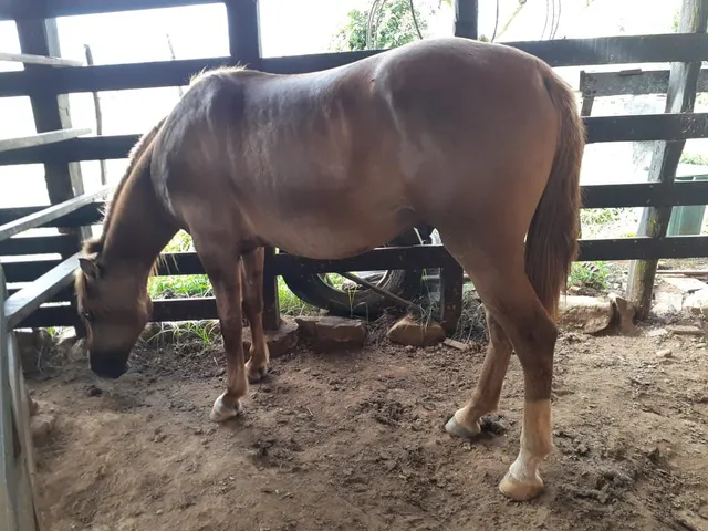 Cavalo a venda 