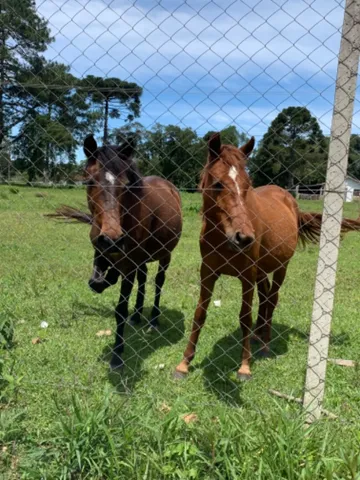 Vendo 2 eguas 1800 as duas (ler a descrição )