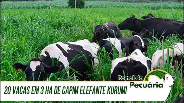 Mudas de capim KURUMI germiinadas