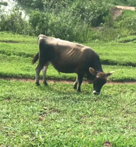 Tourinho Jersey genética leiteira vendo ou troco 