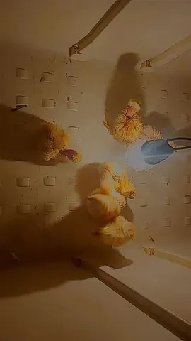Pinto Embrapa com pesadão vermelho 