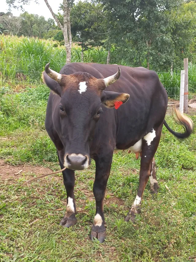 Vaca de leite 