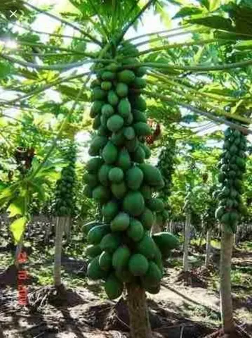 Mudas de Mamão papaya (Hawaí)