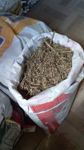 Semente capim angropolo. 