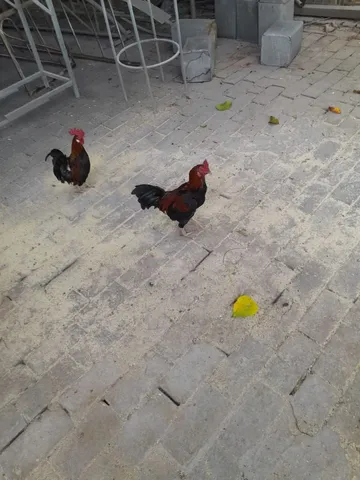 6 Galos mestiço a venda 