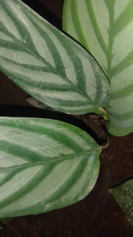 Maranta Cinza Tenante 