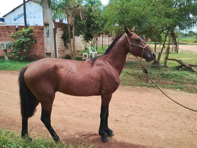 CAVALO MARCHADOR 