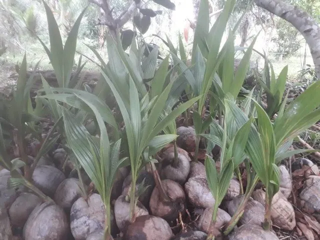 Mudas de Coco Anão