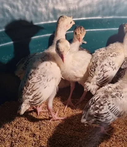 PERUZINHOS 