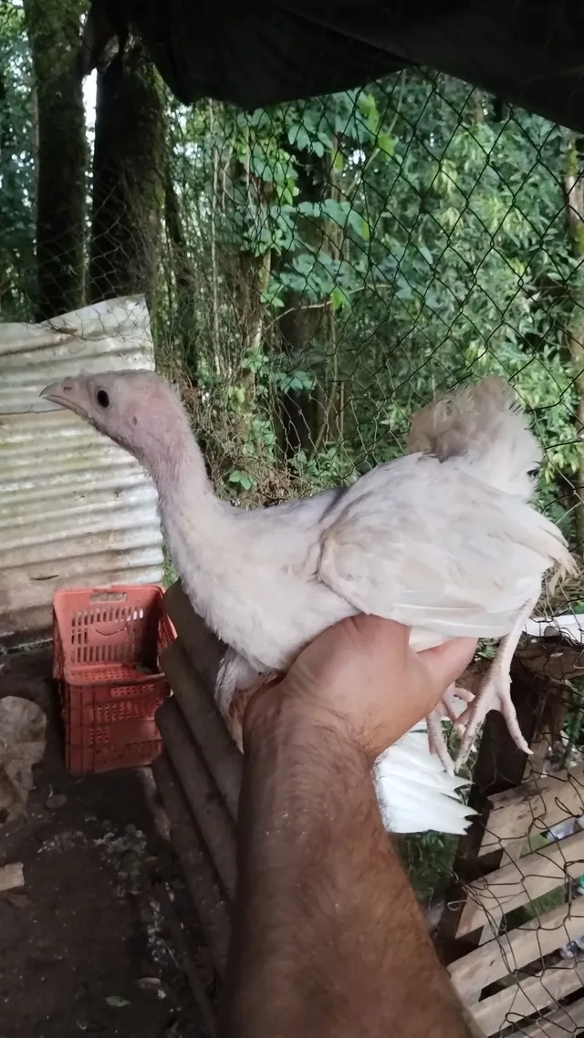 Vendo lindos perú 