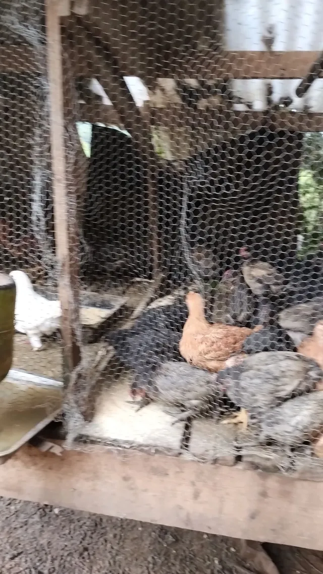 Vendo Pinto caipira 