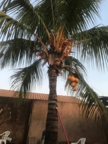 Coqueiro produzindo coco ouro espécie rara 
