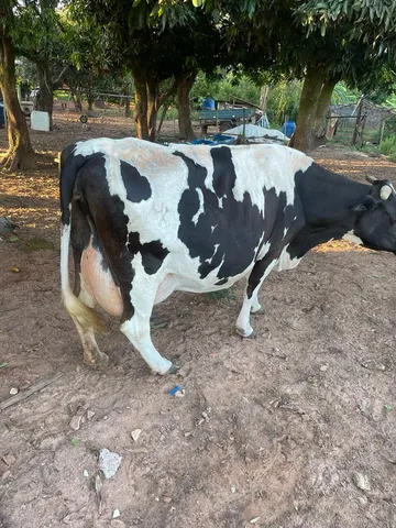 Vaca leiteira 