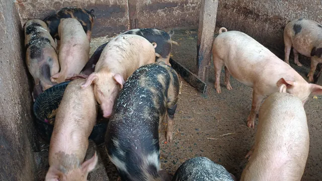 Porco caipira