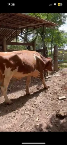 Boi Touro Holandês Registrado
