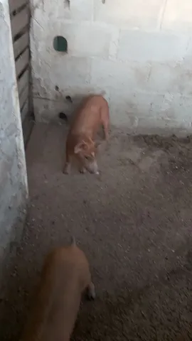 Porco