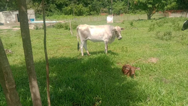 Vendo vaca, novilhas, bezerros 