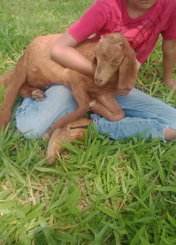 Vando cabrito criado na mamadeira 