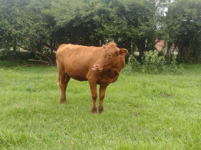Três Novilhas red angus Prenhas 