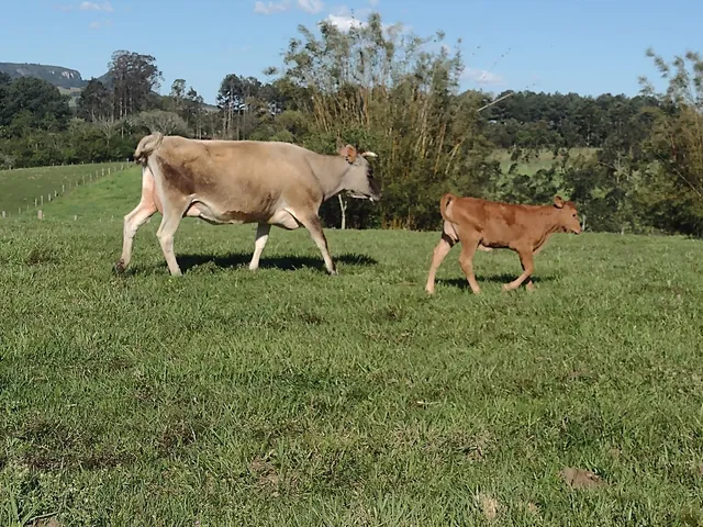 VACA JERSEY COM CRIA 