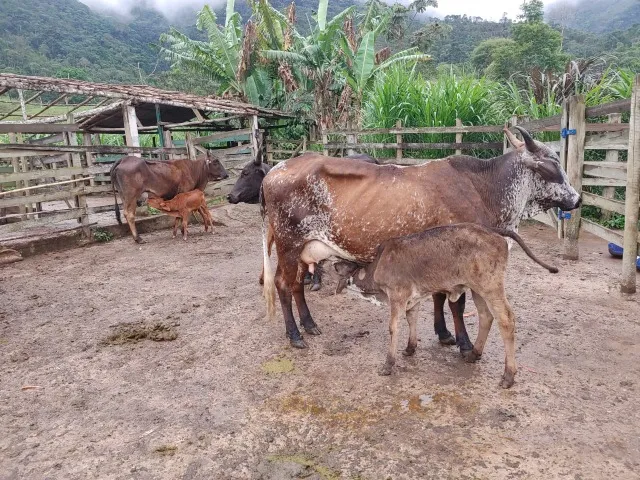 Vacas com bezerros