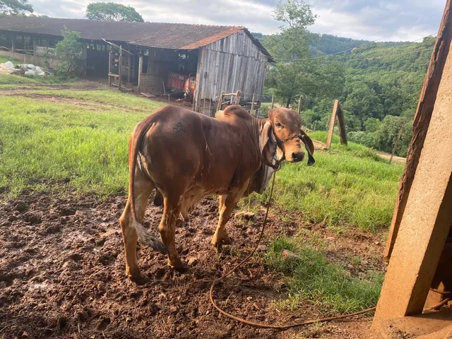 Vende-se Tourinho Gir Puro 