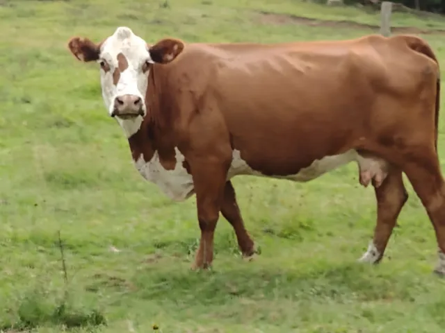 QUATRO VACAS COM CRIA 