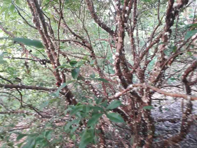 jabuticaba e mudas frutíferas na promoção