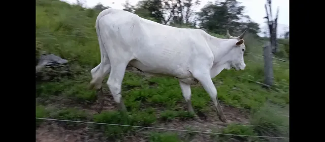 5 novilhas e 1 vaca
