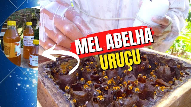 MEL de abelha URUÇU 100% NATURAL 