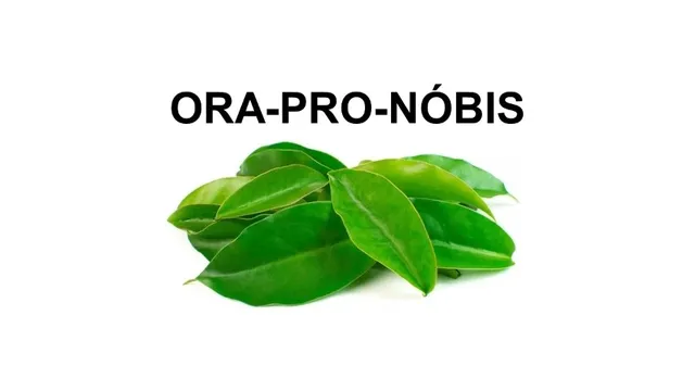 Vendo Folhas Frescas de Ora-Pro-Nóbis
