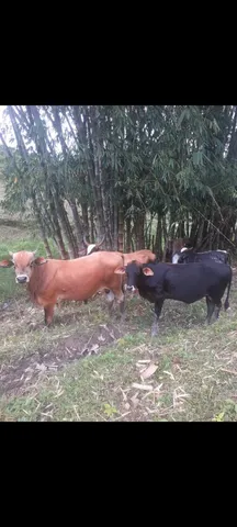 Boizinhos 7