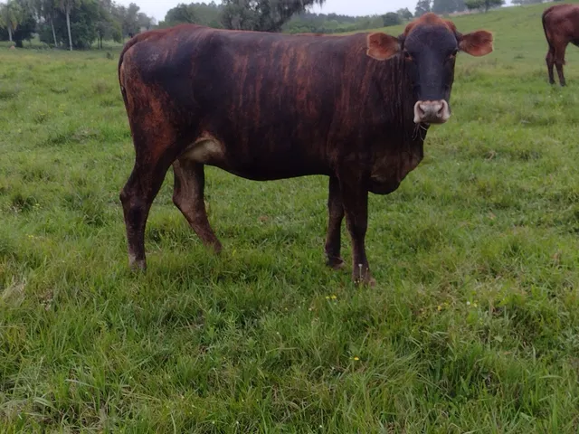 3 Novilhas Prenhas de Red angus 