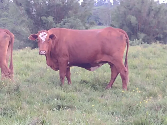 CINCO VACAS PRENHAS DE BRAFFORD 