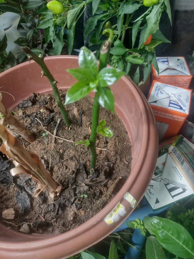 Plantas 
