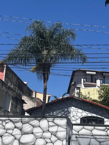 Palmeira imperial 8 metros zona oeste SP